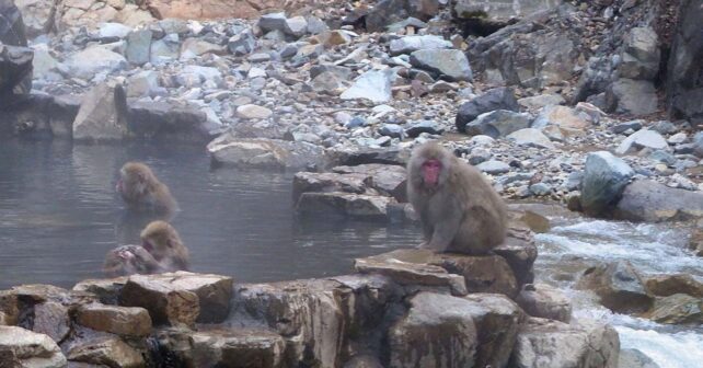 Macacos japoneses bañándose en aguas termales en Jigokudani Snow Monkey Park durante el invierno.