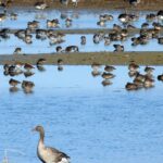 Les oiseaux aquatiques de Doñana 2026 dépassent les 385 000 spécimens