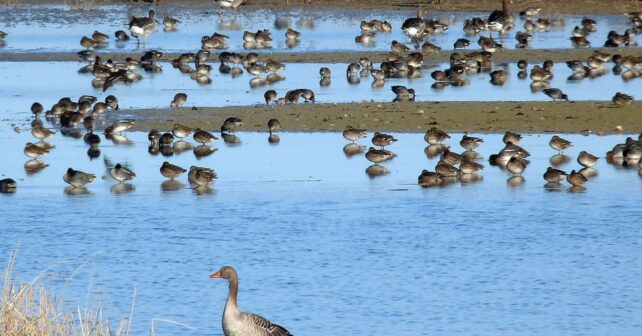 Aves acuáticas concentradas en zona inundada del humedal