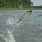 Les scientifiques mettent en garde contre le réel danger et la raison pour laquelle ils ont finalement éliminé 45 000 kilos de cet animal