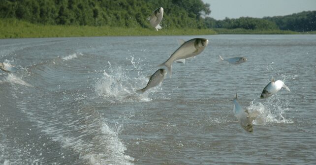 Carpas asiáticas invasoras saltando en el río Kansas tras campaña de retirada masiva.