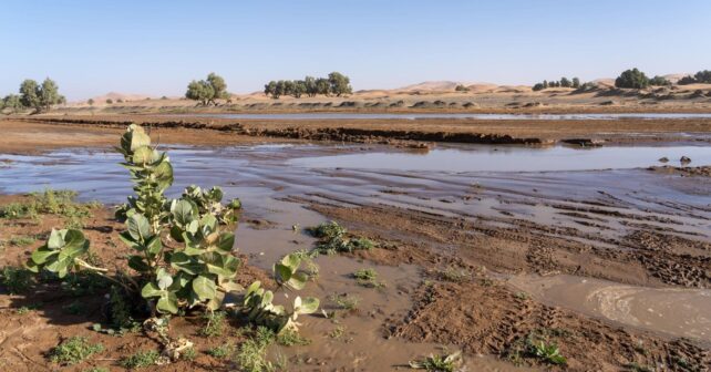 Vegetación emergiendo en el desierto del Sahara tras intensas lluvias en un escenario de cambio climático.