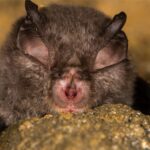 Les scientifiques ont localisé la chauve-souris qui pourrait provoquer la prochaine épidémie : pour l'instant ils demandent la prudence