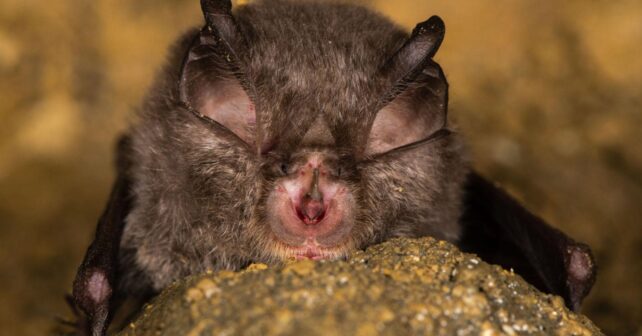 Murciélago de herradura (Rhinolophidae), grupo identificado con alto potencial epidémico según un estudio científico.