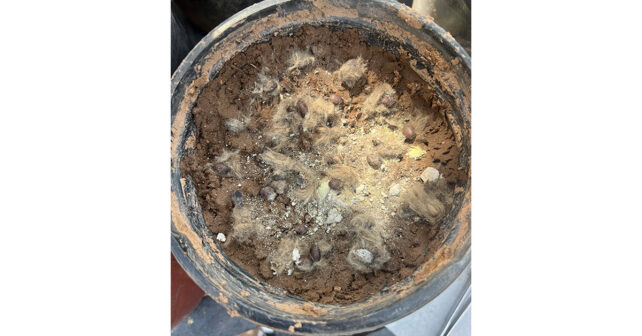 Photo de Mariana Acevedo García