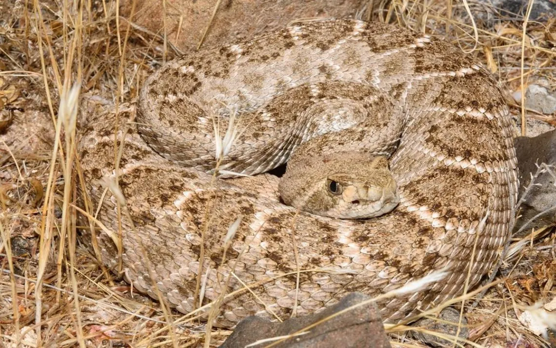 Photo de William Wells