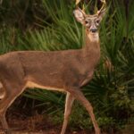 Près de 2 000 cerfs seraient sacrifiés sur l'île américaine dans le cadre d'un plan de restauration