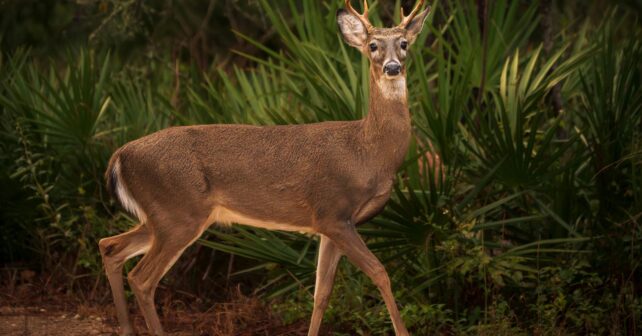 Ciervo mulo en la isla de Santa Catalina, donde California ha aprobado un plan de restauración ambiental.