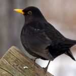 Que signifie la présence d'un merle dans notre jardin ?