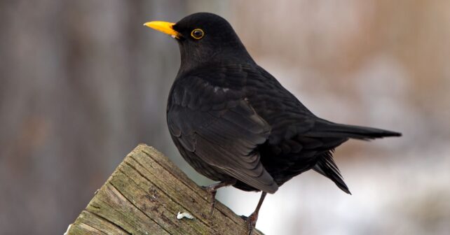 Mirlo común macho con pico amarillo posado en un jardín, ave asociada a suelo vivo y equilibrio ecológico.