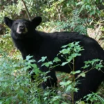 Quelle est la prochaine étape pour les ours noirs de Floride ?