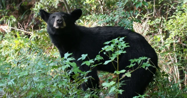 Ours noir de Floride regardant vers la caméra et reniflant l'air derrière les arbustes