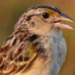 Sauver l'un des oiseaux les plus en péril d'Amérique