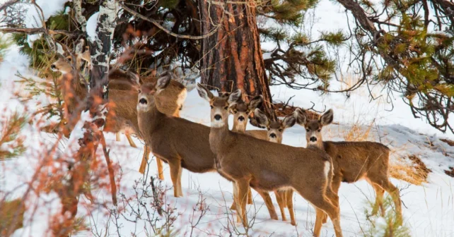 le cerf mulet regarde la caméra tout en pataugeant dans la neige