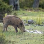 Un agriculteur conçoit un ingénieux moteur pour son champ et ce qui se passe surprend tout le monde : adieu aux sangliers pour toujours