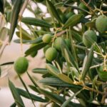Un jeune espagnol a trouvé un moyen d'éliminer les plastiques agricoles de l'oliveraie en utilisant les résidus d'olive eux-mêmes