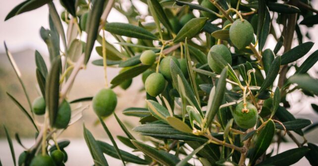 Olivas verdes en un olivo andaluz, materia prima del biomaterial biodegradable INARI.