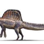 Une nouvelle espèce de dinosaure découverte au Niger : Spinosaurus mirabilis
