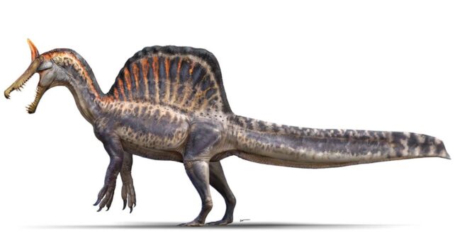 Ilustración científica del Spinosaurus mirabilis en entorno fluvial