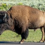 Une nouvelle étude menée à Yellowstone montre que les bisons enrichissent l'herbe de 150 % sans endommager le sol