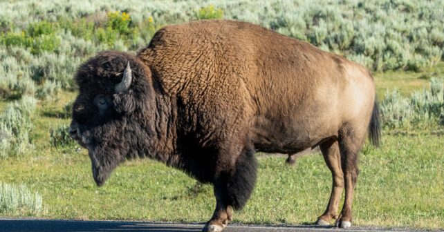 Bisonte pastando en pradera del Parque Nacional de Yellowstone.