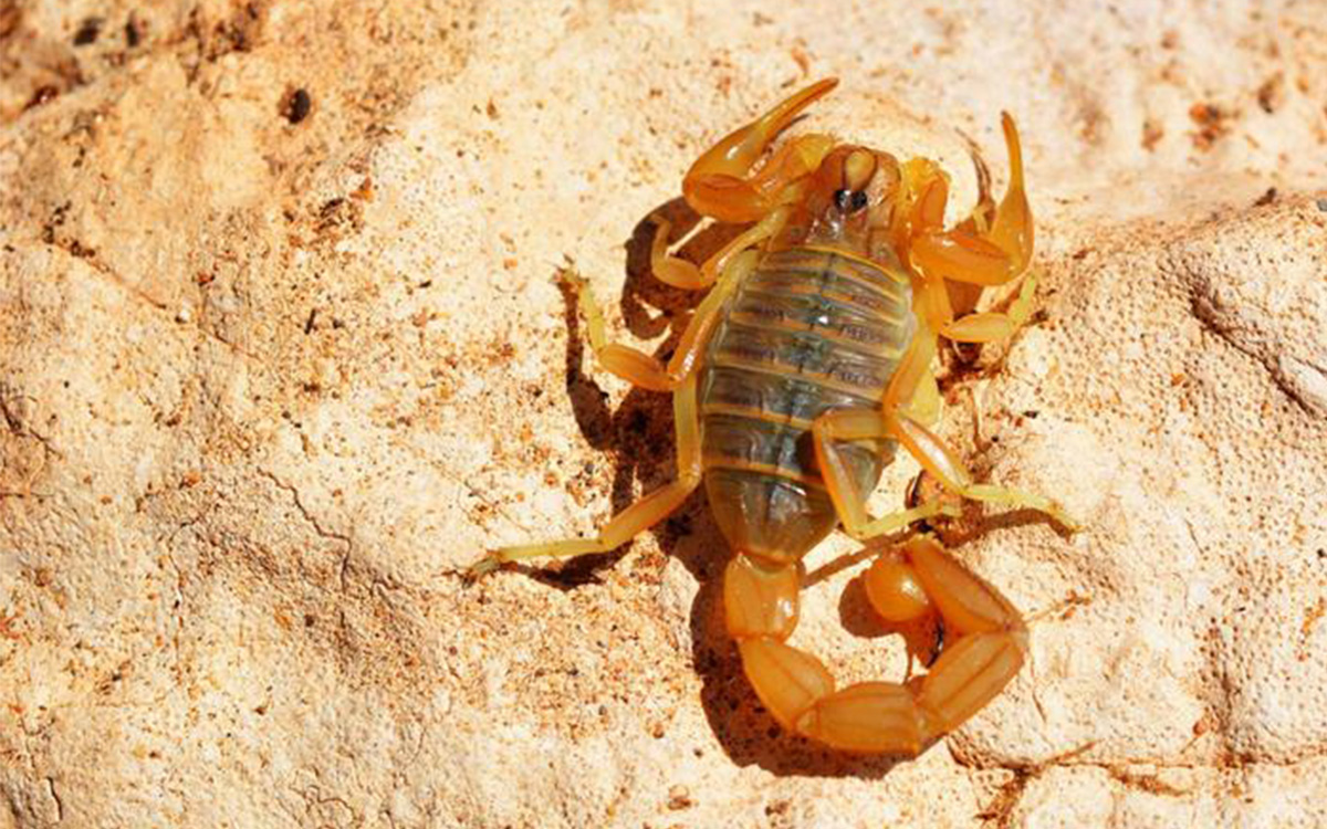 Photo de Michel Dugon, Université de Galway