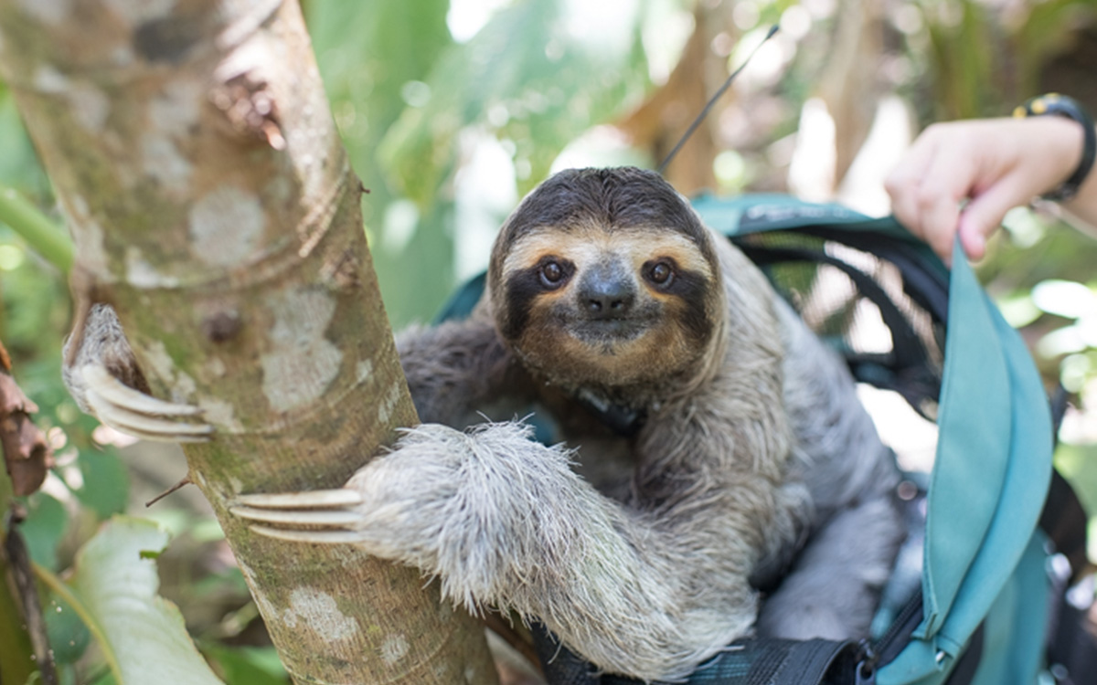 Photo gracieuseté du Sloth Institute Costa Rica
