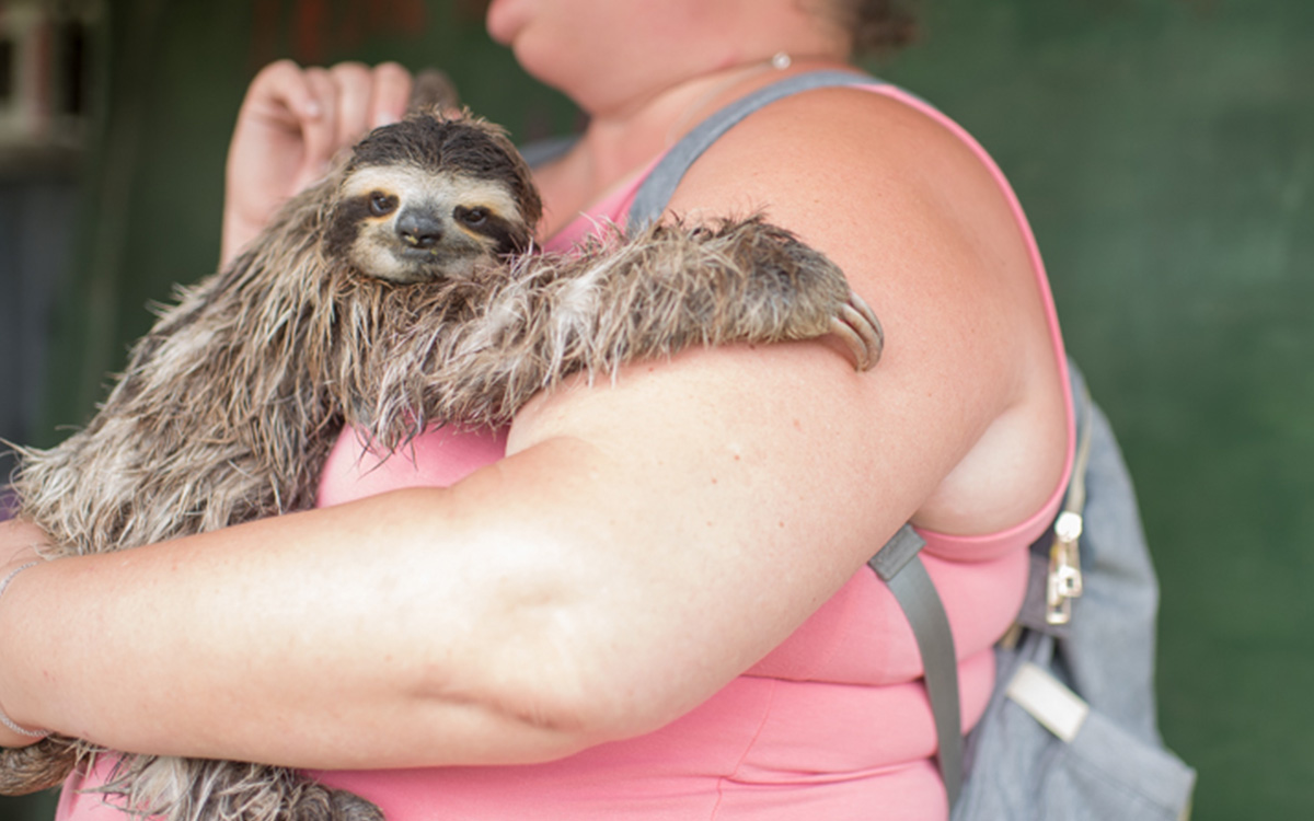 Photo gracieuseté du Sloth Institute Costa Rica