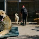 2000 chiens adoptés : l'exemple d'un refuge à Torrelavega