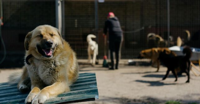 2000 perros adoptados en Torrelavega