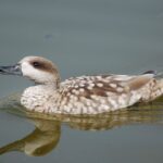 Banque mondiale de sons d'oiseaux pour identifier les espèces de la planète