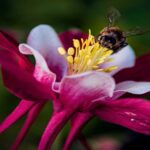 BeeConnected SUDOE s'attaque au déclin des pollinisateurs qui menace la biodiversité et l'agriculture