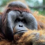 Biruté Galdikas, la plus grande experte des orangs-outans et des derniers trimata de Leakey, décède à 79 ans