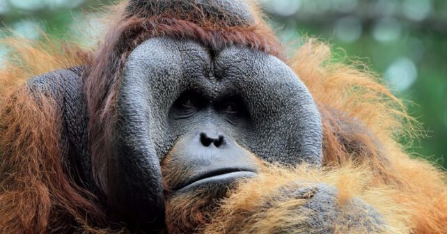 Muere Biruté Galdikas a los 79 años, la mayor experta en orangutanes y última trimata
