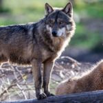 Bruxelles demande de limiter la chasse au loup ibérique en raison de son statut défavorable en Espagne