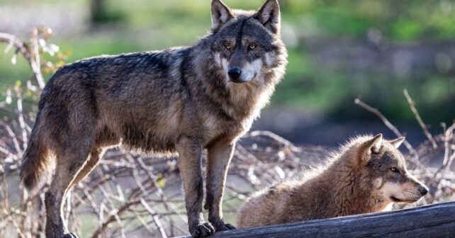 Bruselas exige limitar la caza del lobo ibérico por su estado desfavorable en España