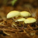 Castilla y León crée le parc mycologique Velilla del Río Carrión pour promouvoir le développement rural avec 14 490 hectares