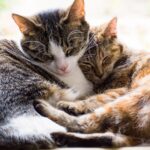 Cela a été pendant des années le plus grand mystère des chats mais les scientifiques ont trouvé la clé : les poils orange correspondent à une mutation rare qui affecte également leur santé.