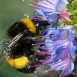 Cela peut paraître inhabituel, mais les scientifiques ont découvert que les reines des abeilles peuvent survivre sous l’eau.