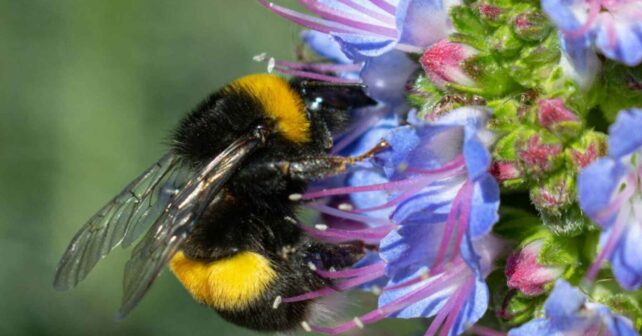 Reina de abejorro posada sobre flores mientras un estudio revela que puede sobrevivir bajo el agua en invierno
