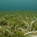 Cela semble être une simple plante mais c'est une espèce envahissante dangereuse qui détruit les écosystèmes marins des îles Baléares.