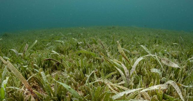 Pradera submarina de Halophila stipulacea, planta marina invasora detectada por primera vez en Baleares