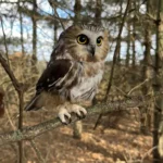 Ces petits hiboux pourraient révéler de grands indices sur la santé des forêts