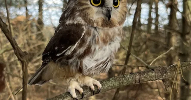 Une petite chouette perchée sur une branche
