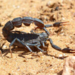 Ces scientifiques viennent de cartographier les points chauds des scorpions. Voici pourquoi vous devriez vous en soucier.