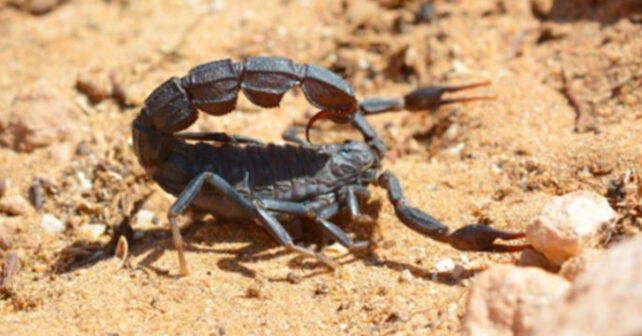 Photo de Michel Dugon, Université de Galway