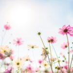 Comment les plantes détectent le printemps et pourquoi leur calendrier naturel change