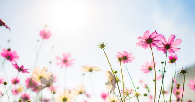 Cómo detectan las plantas la primavera y por qué está cambiando en flores