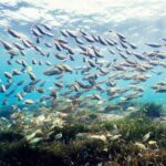 Début des négociations sur le Traité sur l'océan mondial à l'ONU pour mettre fin à la pêche destructrice