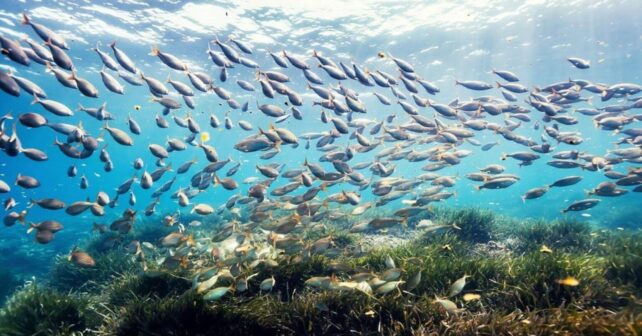 Arranca negociación del Tratado Global de los Océanos en la ONU en Nueva York